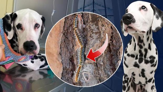 Zehirli tırtıl alarmı! Önce köpeğine sonra kendisine bulaştı… ‘Ağzının içi asit dökülmüş gibi eriyordu’