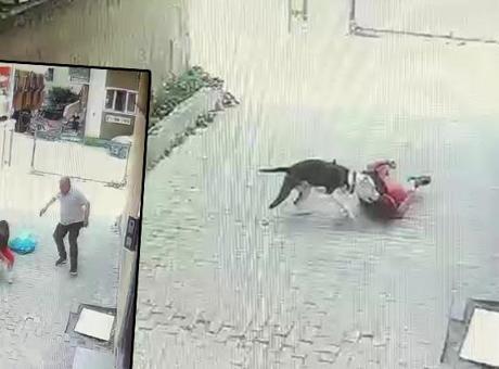Ataşehir’de korku dolu anlar! Pitbull cinsi köpek çocuğa saldırdı
