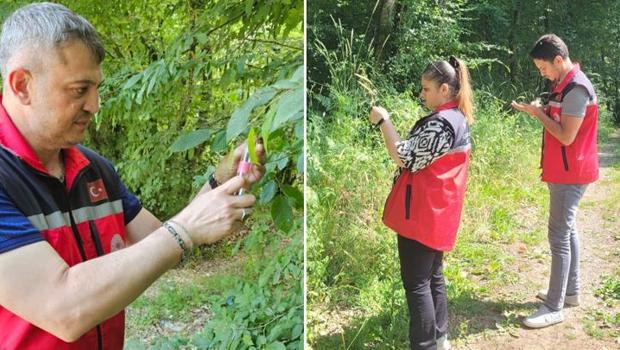 Kandıra’da 5 bin adet Samuray Arısı doğaya salındı