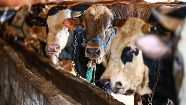 Bakan Yumaklı açıkladı: Kurban Bayramı’nda 830 bin büyükbaş, 2.5 milyon küçükbaş kesildi