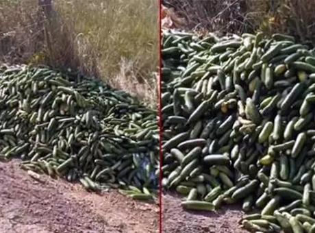Ticaret Bakanlığından açıklama! Kocaeli’de boş araziye dökülen salatalıklar için ceza