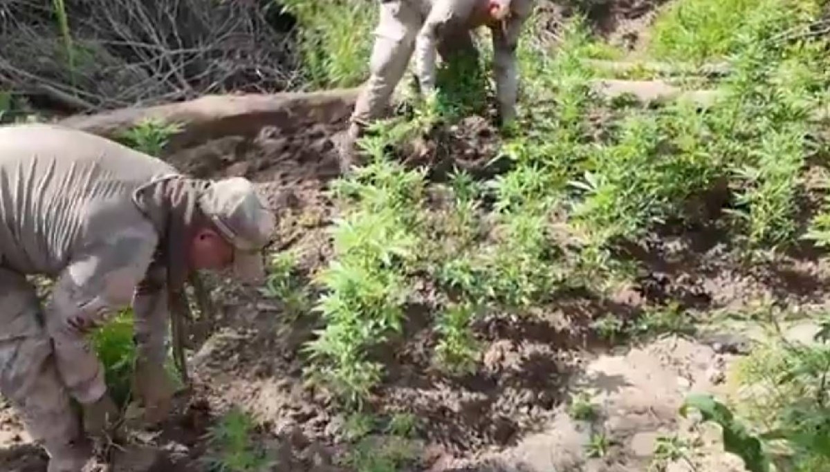 Diyarbakır’da 12 milyon 389 bin kök kenevir ve skunk ele geçirildi