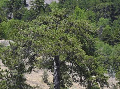 Ankara’da ormanlara giriş yasağı uzatıldı