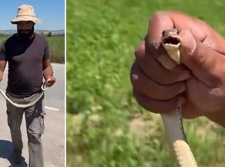 Tarlasını sürerken yılanı gördü, elleriyle yakalayıp güvenli bölgeye bıraktı