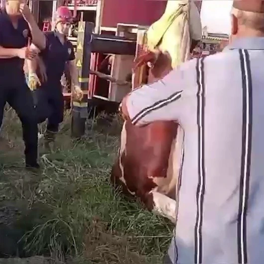 Adana’da kuyuya düşen ineğin sahibi gözyaşlarına hakim olamadı