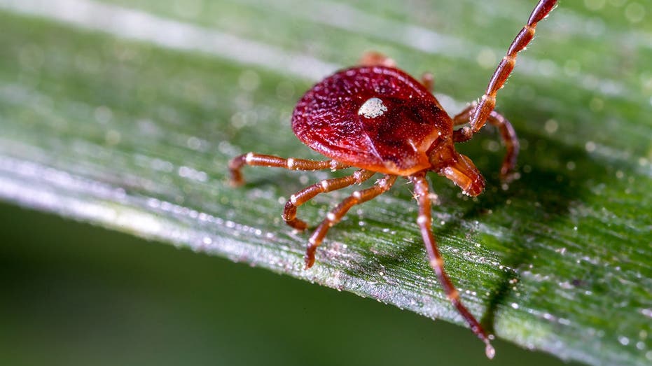 No cure, no vaccine: Experts warn of rare Bourbon virus after first NY case