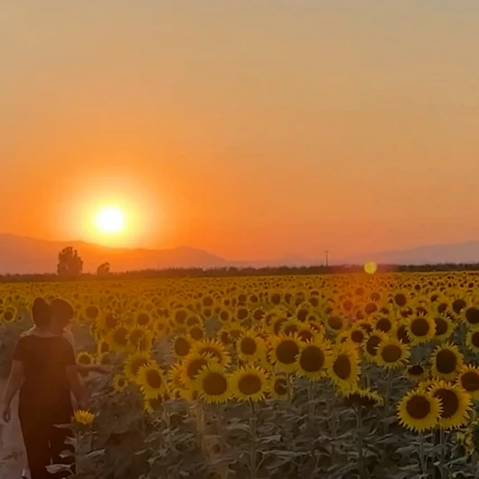 Aydın’da sarı şölen