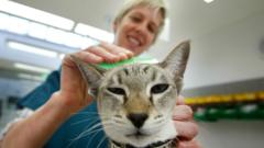 Restrict sale of pet flea treatments, government urged