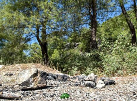 Ormanda pes dedirten görüntü! Uyarı tabelasının dibinde mangal yaktılar, cezaları umursamadılar