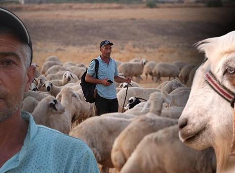 Sürünün içinden ‘ihanet’ çıktı: 19 senelik birikimimdi