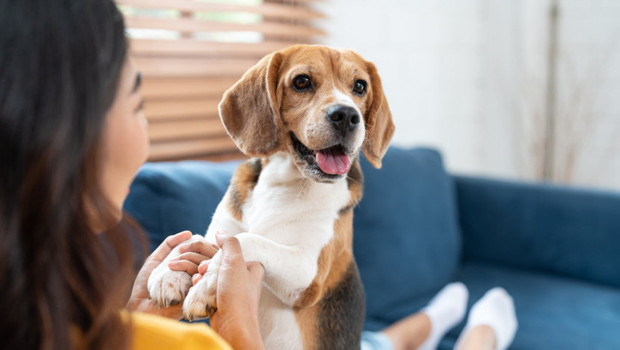 Köpekli evler çocuklar için daha iyi olabilir