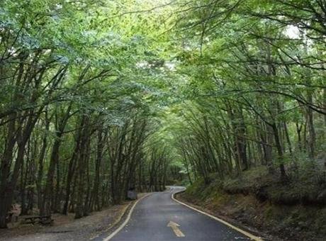 İstanbul’da rüzgar tedbiri! Koru ve kent ormanları ziyarete kapatıldı