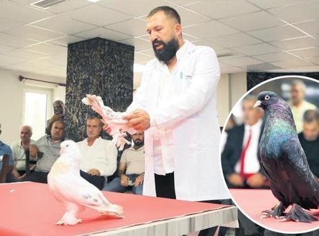 Bir güvercin 5 milyon TL
