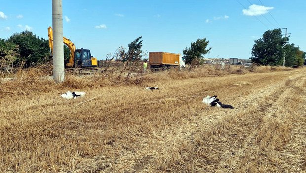 Tekirdağ’da elektrik akımına kapılan 30 leylek öldü