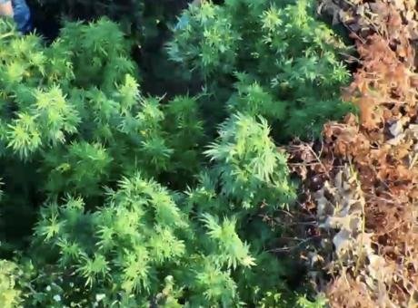 Samsun’da zehir tarlası! Tütünlerin arasına gizlemiş 502 kök kenevir ve 17 kilo esrar ele geçirildi