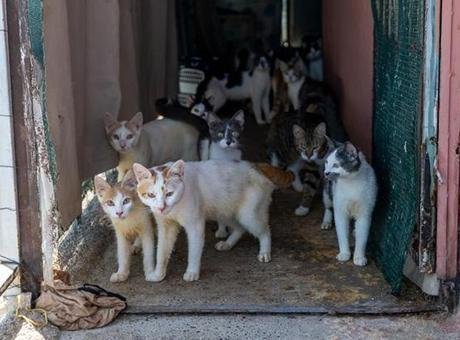Evden 100 kedi çıktı! Şaşkına çeviren manzara