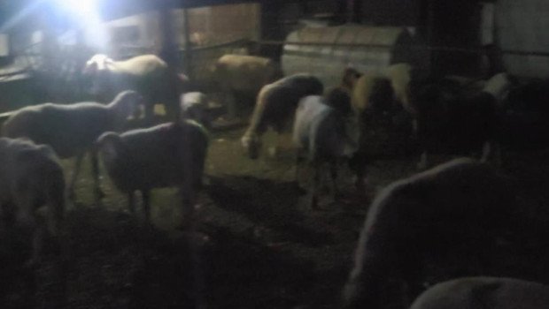 Ağıldan kaçan 50 koyun jandarma dronu ile bulundu