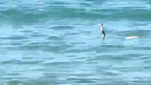 Çeşme’de sığ suda ‘yılan’ hareketliliği: Panik yapıp kaçan da oldu, yüzmeye devam eden de