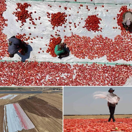 Kırmızı altın mesaisi: Diyarbakır’da kavurucu sıcakta zorlu hasat başladı, İtalya, ABD ve Hollanda’dan sipariş yağıyor