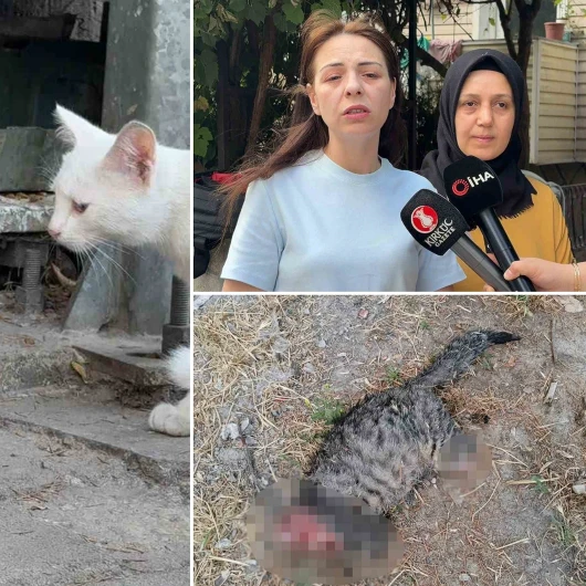 Kütahya’da kedi vahşeti: Başını ve ayaklarını kesip apartmanın önüne bıraktılar