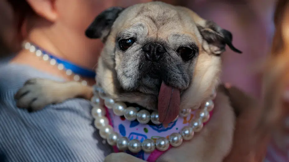 2026’nın en çirkin köpeği seçildi. Kurtarılma hikayesi herkesi duygulandırıyor