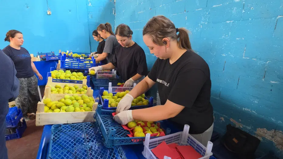 Hasatla birlikte sofraya yolculuk başladı. En önemli geçim kapısı