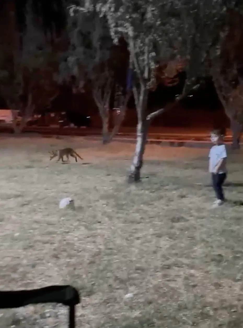Parkta oynayan çocuğun topunu tilki çaldı