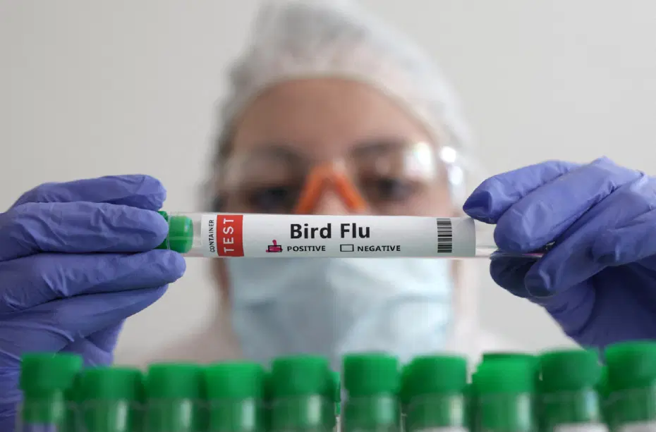 İlk kez bir memelide H5N1 kuş gribi tespit edildi