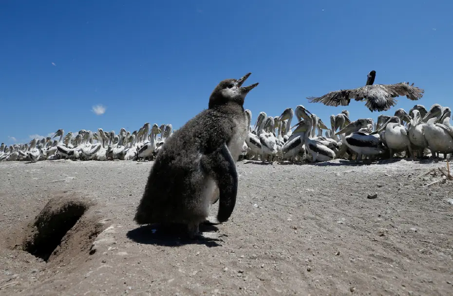 Penguenleri kuş gribine karşı korumak için seferber oldular