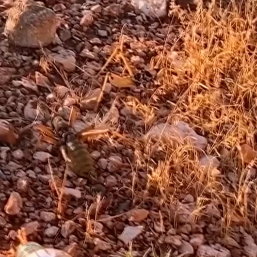 Nemrut Dağı’nda izinsiz çekirge toplayan 2 kişiye 1,4 milyon lira ceza