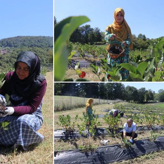 Eşinin ısrarıyla başladı, atıl araziyi servete dönüştürdü: Şimdi 300 kilo hasat bekliyor