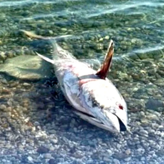 Çeşme ve Karaburun’da yeniden orkinos ölümleri görülmeye başladı
