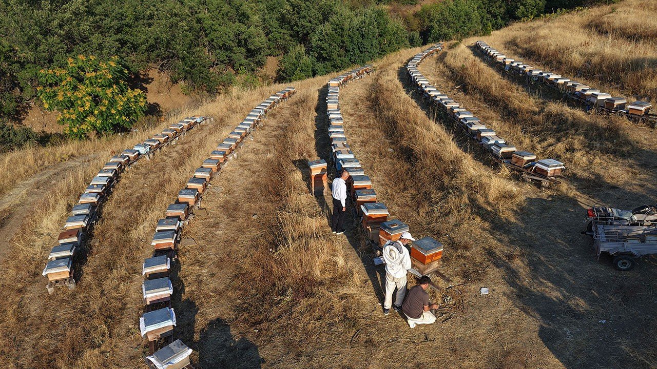 Kar ve yağmur bereket getirdi: Bal rekoltesi yüzde 20 arttı