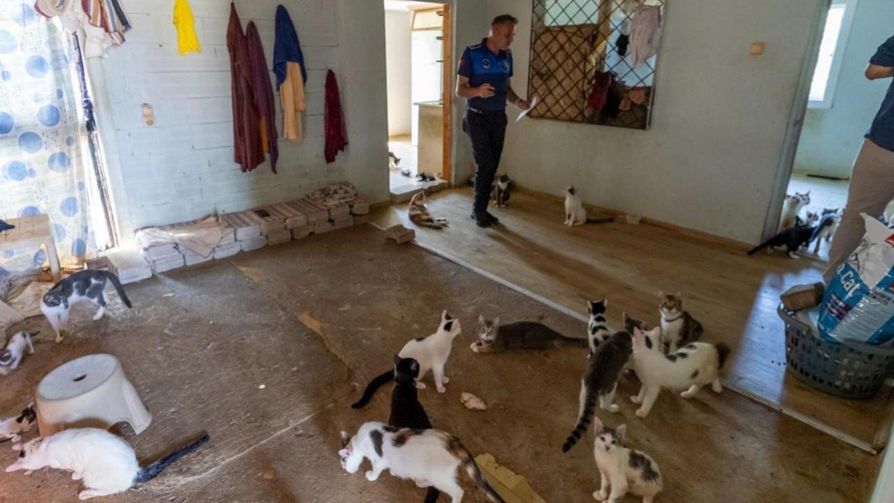 Kötü kokunun kaynağı çöp değil, 100 kedi çıktı