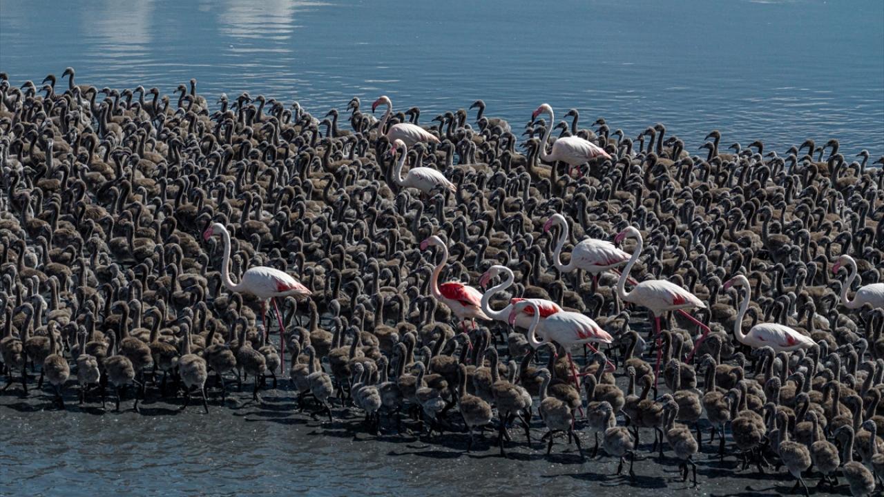 Flamingolar yavrularını kreş sistemi ile büyütüyor