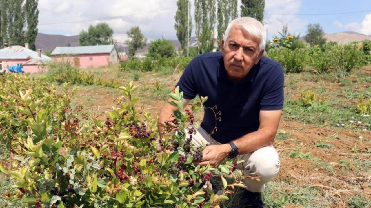 Emekli olduktan sonra bu meyveyi dikti: Şimdi ilçenin kaderini değiştirmek istiyor