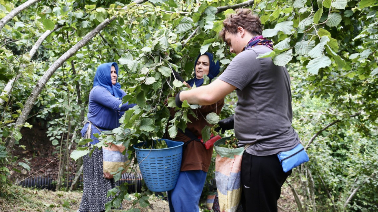 Giresun’da fındık mesaisi başladı: Üreticiler bahçeye indi