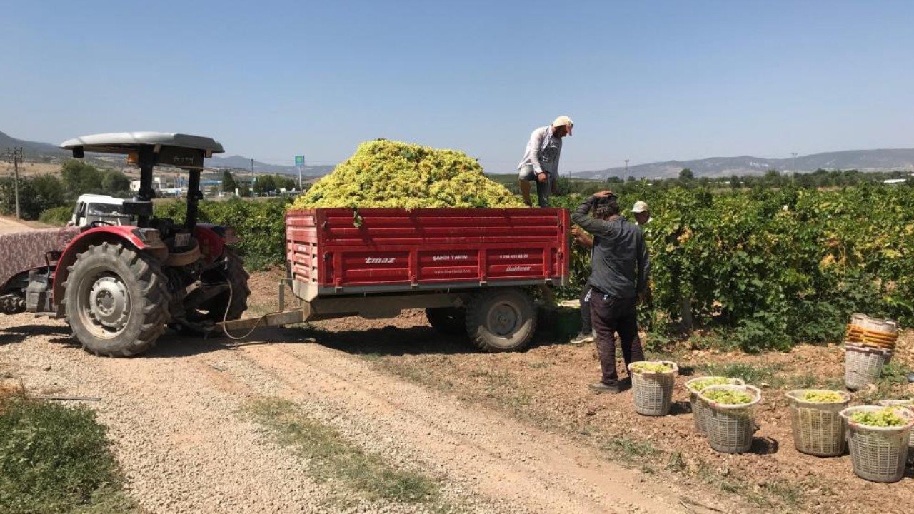 Üzüm üreticisi rotayı değiştirdi: Hasat başladı, ürünler sergilere taşındı