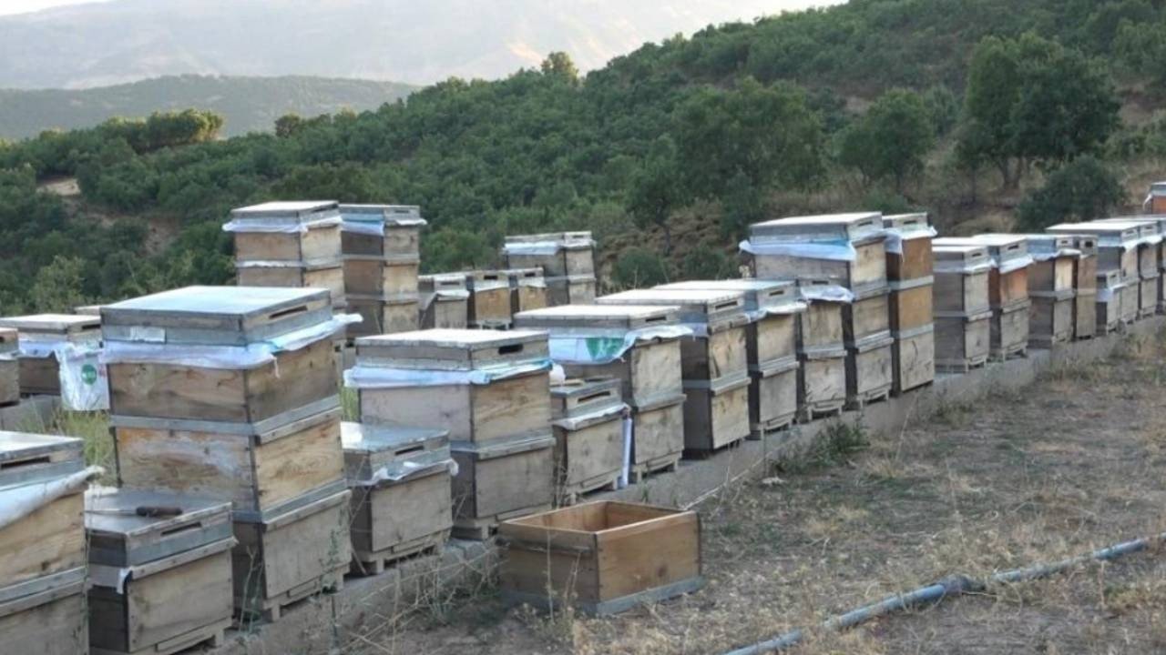 Yüksek rakımlı yaylalardaki binlerce çiçekten sofralara geliyor