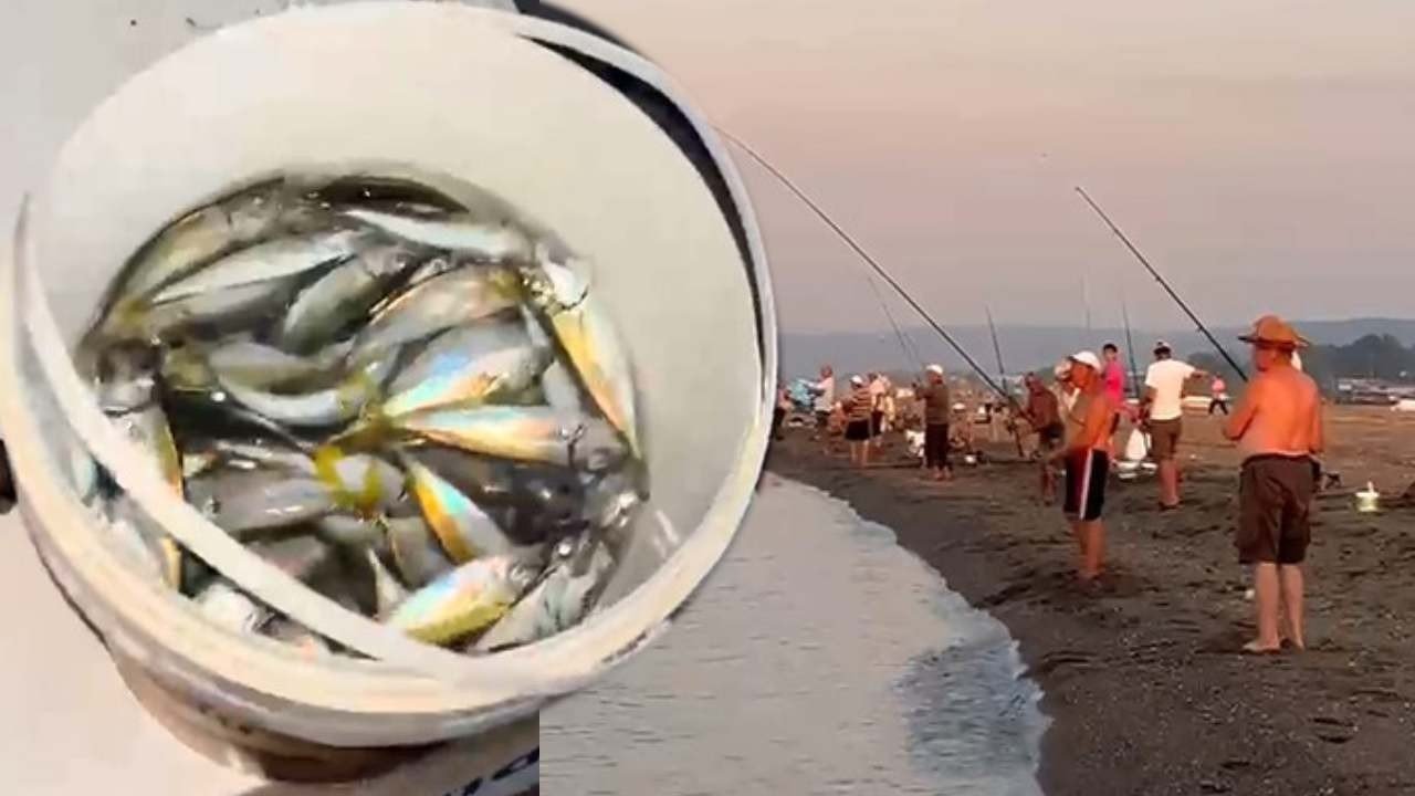 Oltayı kapan sahile koştu: Kovalar istavritle doldu