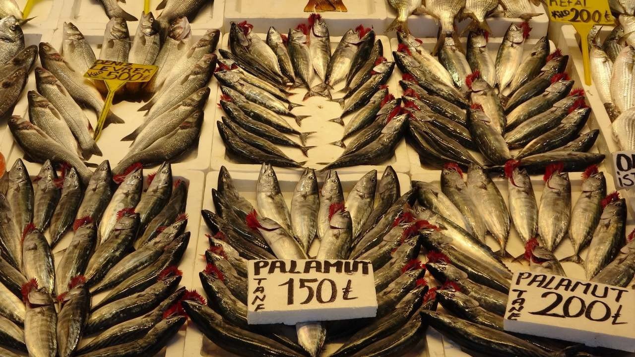 Palamutta beklenti büyüyor: O sene bu sene olacak