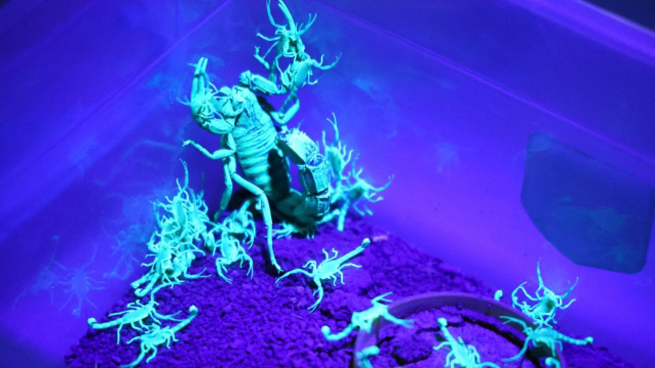 15 günde bir 5 bin akrepten zehir sağıyorlar