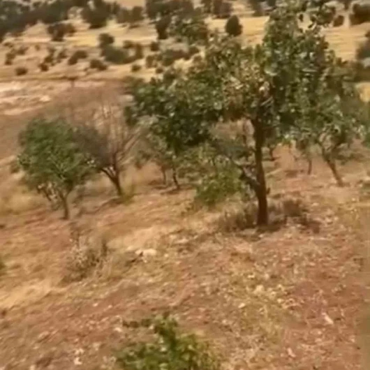 Hasada günler kala yaban domuzlarından talan
