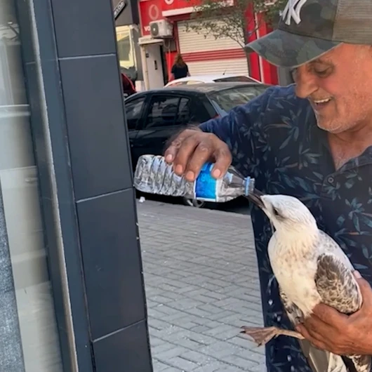 Kolunu ısırmasına rağmen şefkatini eksik etmedi: Çorlu’da bitkin düşen martıya elleriyle su içirdi