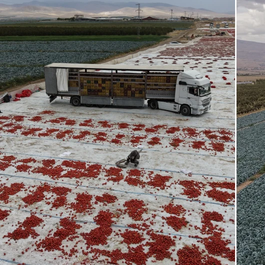 Aralık ortasına kadar durmak yok: Tarladan toplanıp doğrudan yurt dışına kapış kapış gidiyor