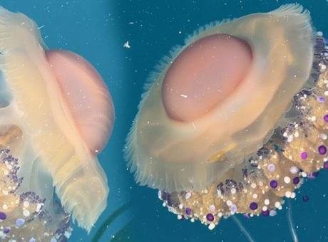 Marmara’da ‘sahanda yumurta’ alarmı! Uzmanlardan kritik uyarı