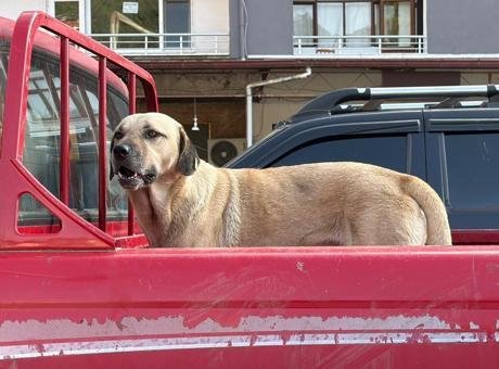 Kamyonetin kasasına çıktı, bir daha peşini bırakmadı! Artvin’de sıra dışı dostluk