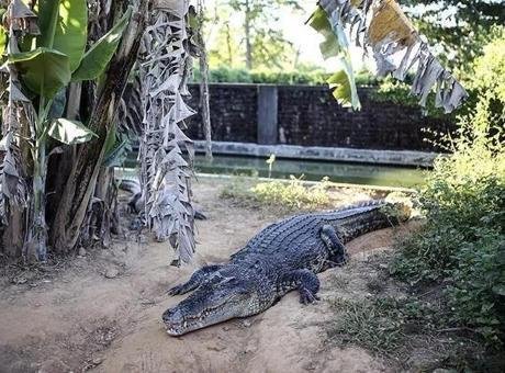 Rutin besleme bir anda kabusa döndü! Papua Yeni Gine’de vahşi yaşam parkında timsah saldıran çalışan yaşamını yitirdi