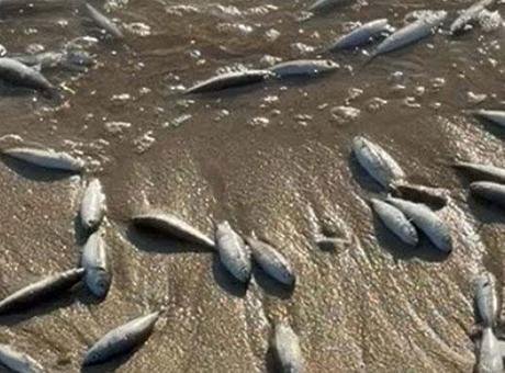 Muğla Milas’ta toplu balık ölümleri! İnceleme başlatıldı