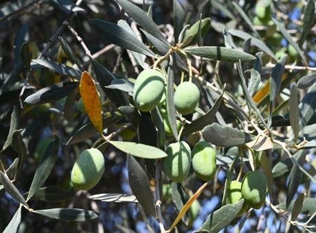 Bursa’da 1500 yıllık zeytin ağacı görenleri hayran bıraktı! Asırlara meydan okuyan ‘canlı tarih’
